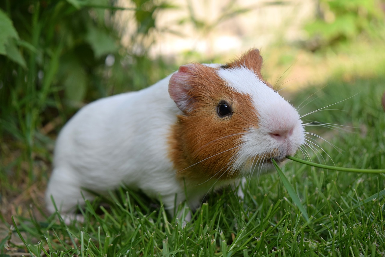 cavia-01559729511.jpg