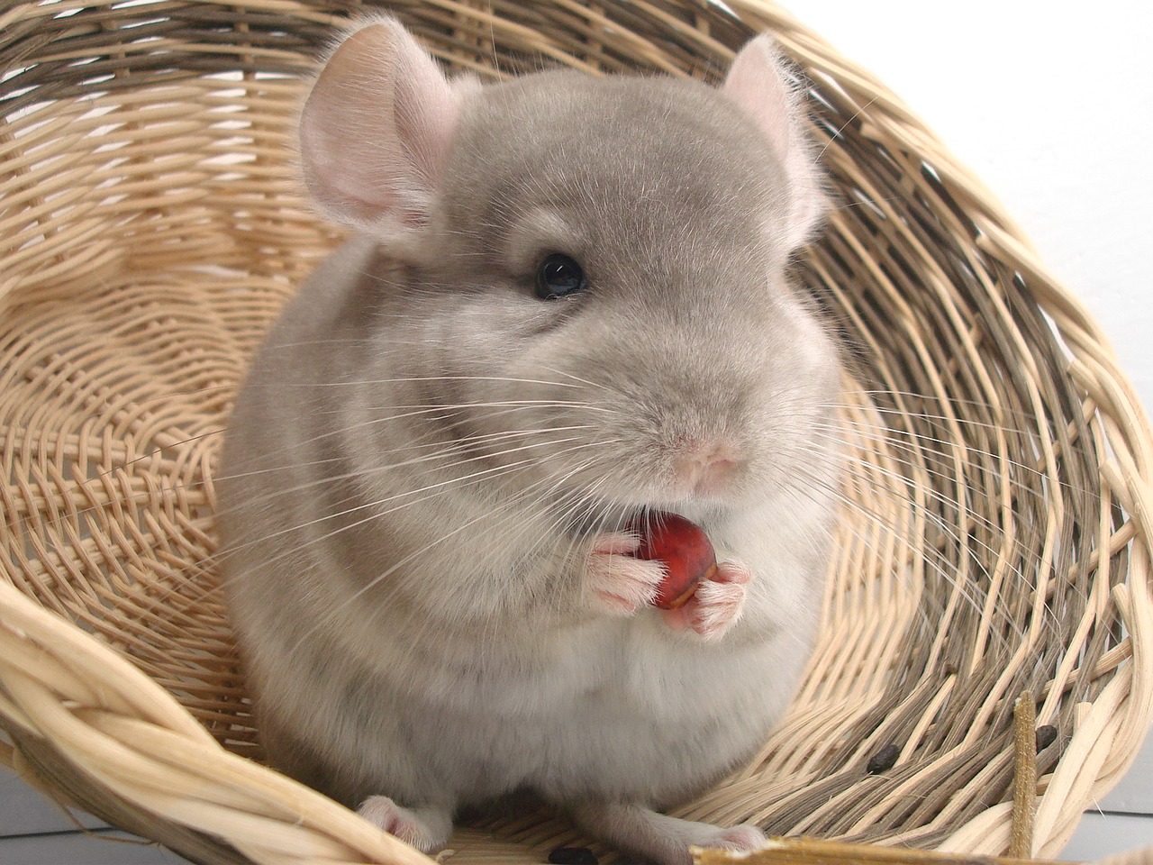 chinchilla-01559729631.jpg