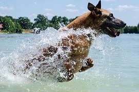 malinois-661172__180.jpg